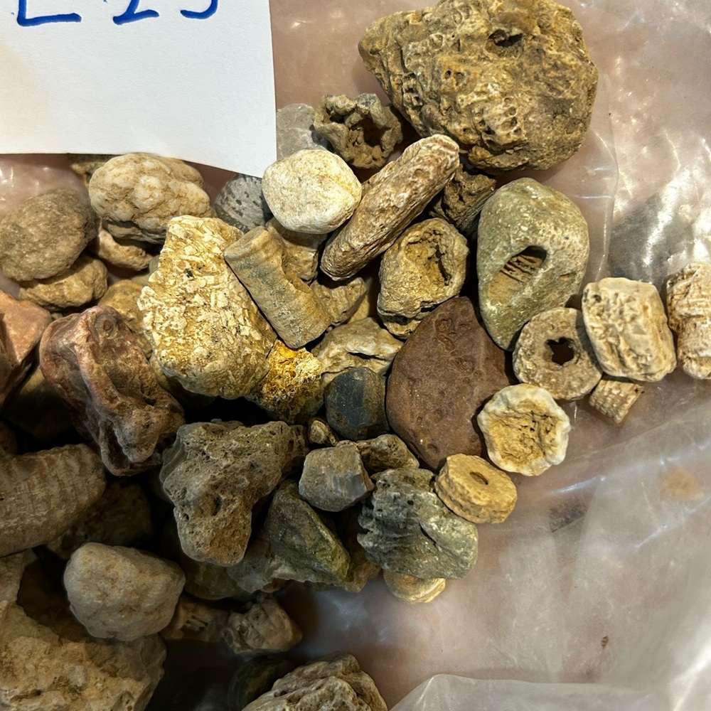Natural Fossils